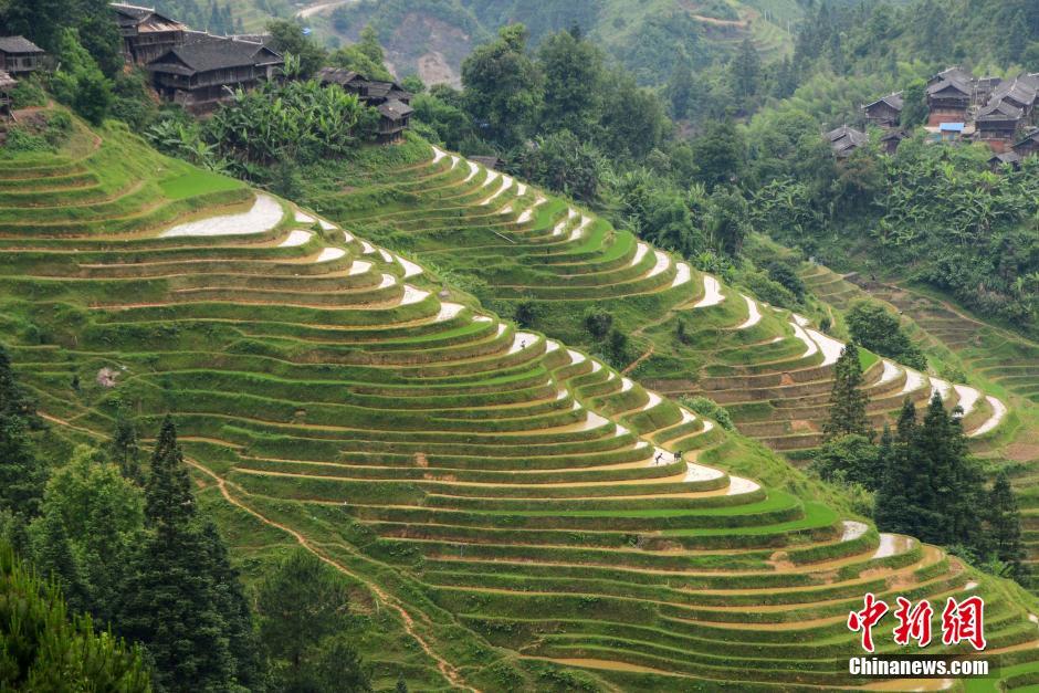 Farming and plowing: busy scene at terraced field