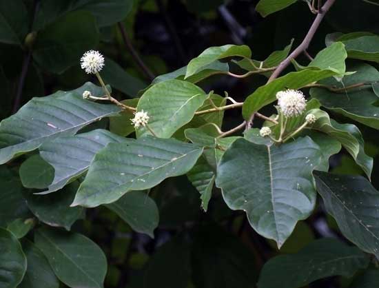 Chinese scientists discover anti-cancer 'password' in traditional Chinese medicine