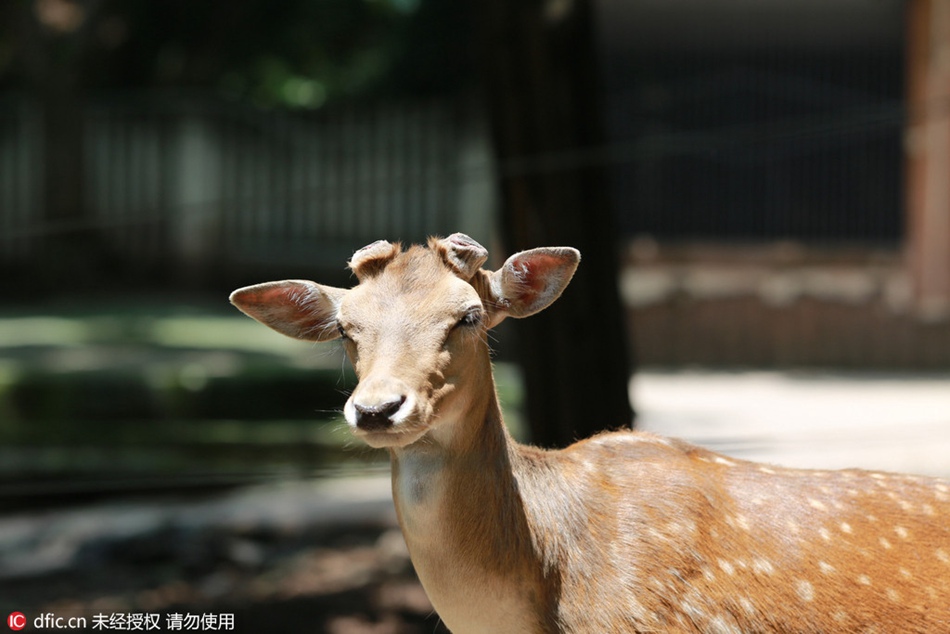 Antlers cut to avoid fighting among sika deers: zoo