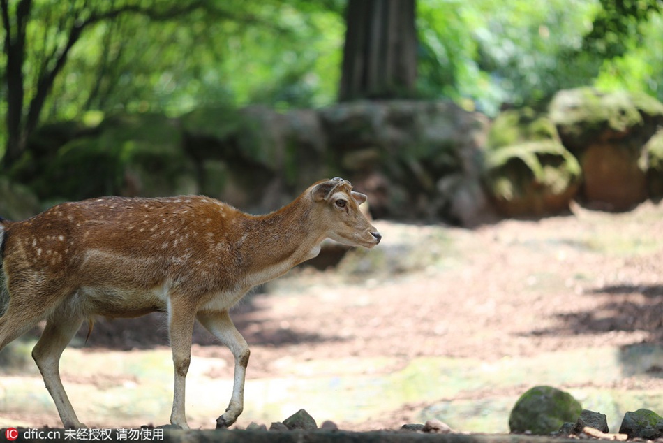 Antlers cut to avoid fighting among sika deers: zoo