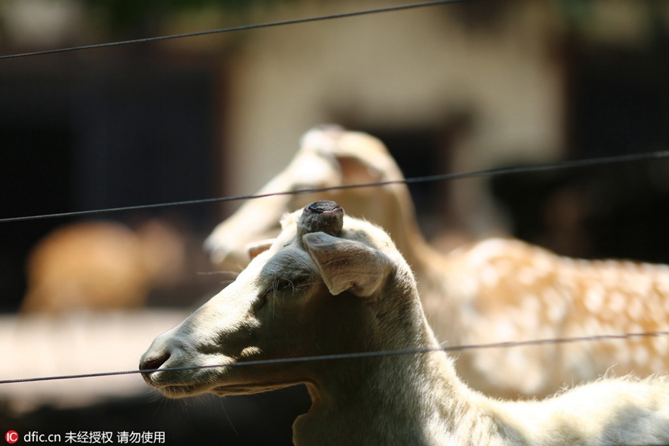 Antlers cut to avoid fighting among sika deers: zoo