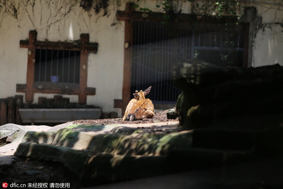 Antlers cut to avoid fighting among sika deers: zoo