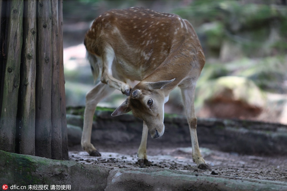 Antlers cut to avoid fighting among sika deers: zoo