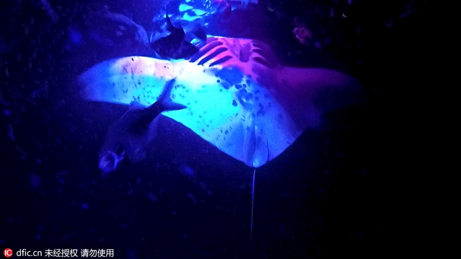 Aliens from outer space? Manta rays in purple light