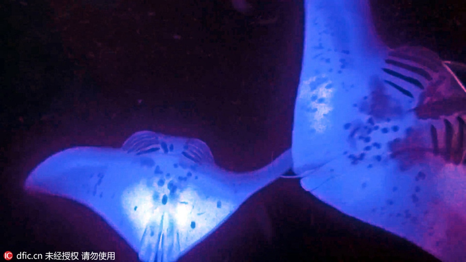 Aliens from outer space? Manta rays in purple light