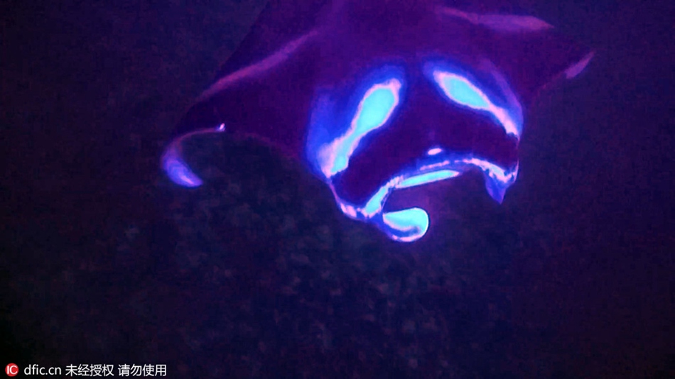 Aliens from outer space? Manta rays in purple light