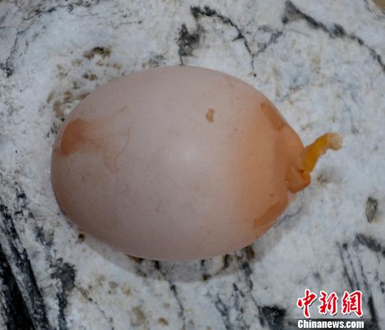 Egg with tail found in central China