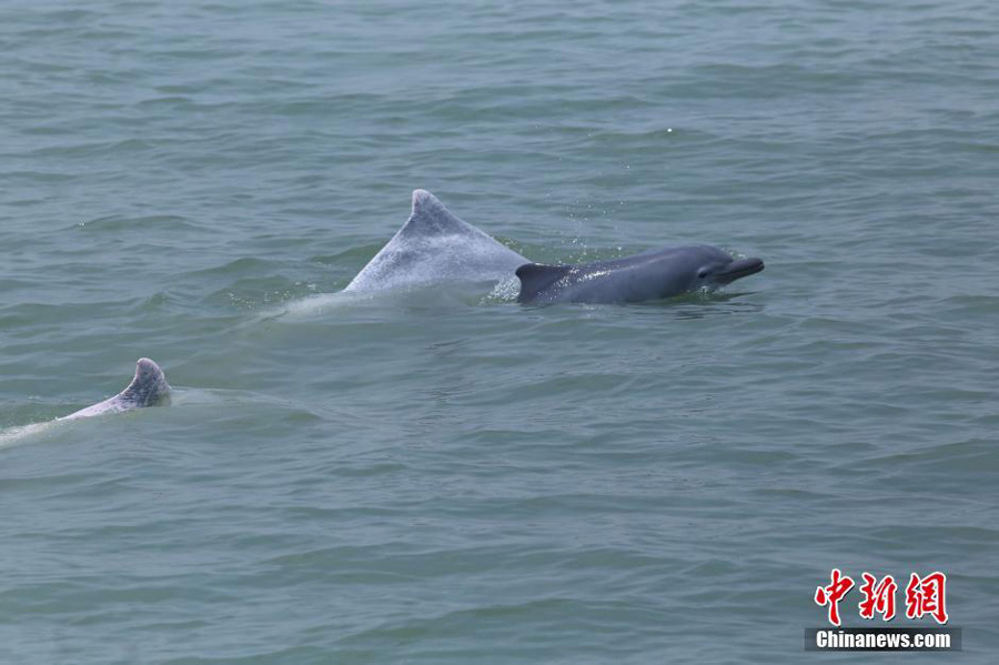 Endangered Chinese White Dolphins Spotted in South China