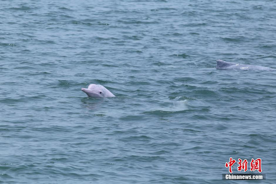 Endangered Chinese White Dolphins Spotted in South China