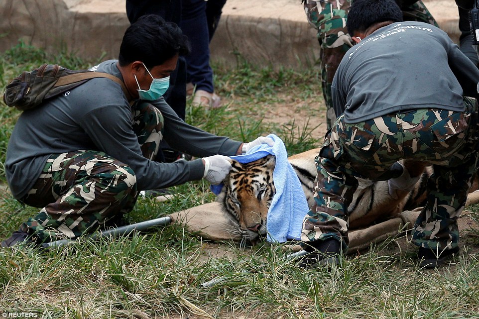 Wildlife officials crack down on Thailand tiger trade: Three big cats removed from Buddhist temple accused of illegally breeding, trafficking and drugging them for tourist shows