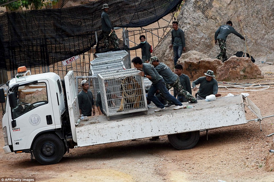 Wildlife officials crack down on Thailand tiger trade: Three big cats removed from Buddhist temple accused of illegally breeding, trafficking and drugging them for tourist shows