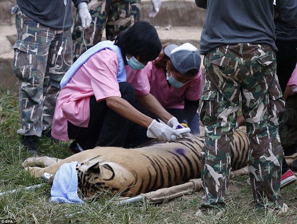 Wildlife officials crack down on Thailand tiger trade: Three big cats removed from Buddhist temple accused of illegally breeding, trafficking and drugging them for tourist shows