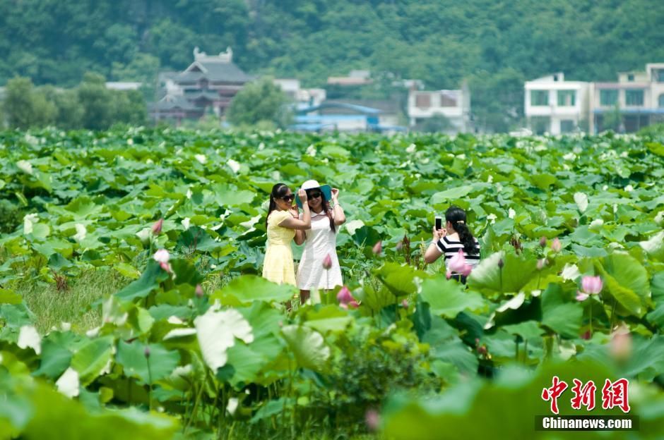 Splendid view of large lotus pool in Guangxi