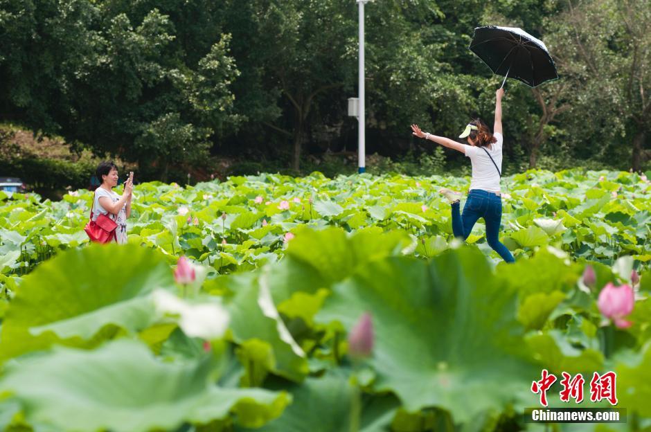 Splendid view of large lotus pool in Guangxi