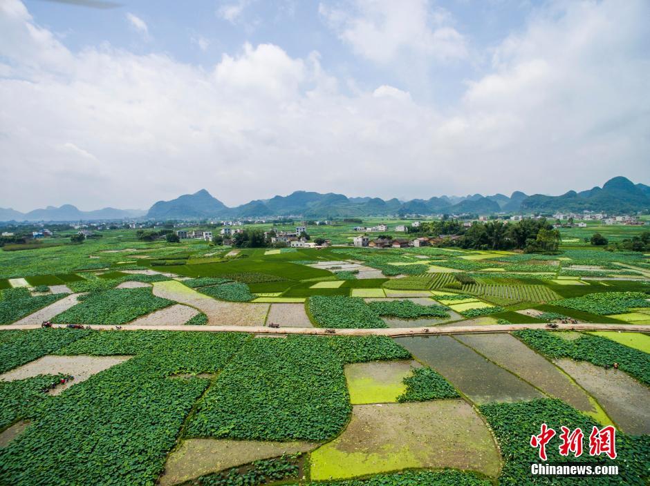 Splendid view of large lotus pool in Guangxi