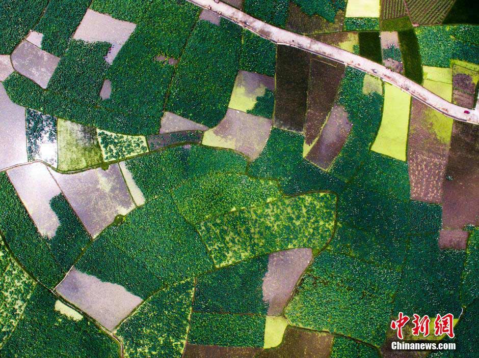 Splendid view of large lotus pool in Guangxi