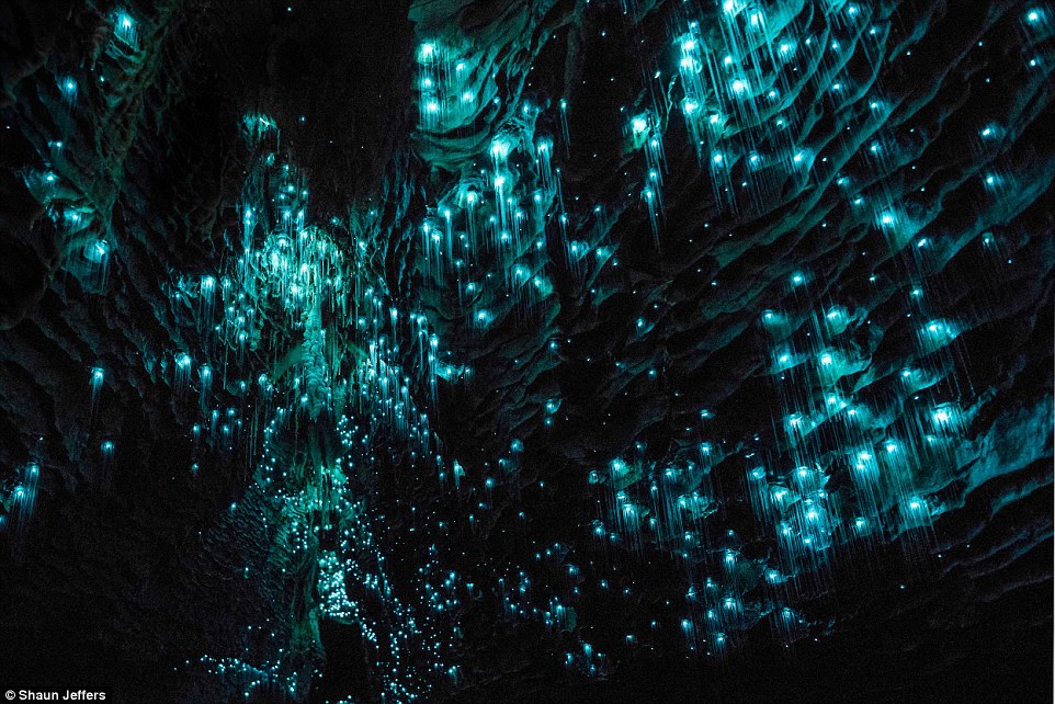 The light fantastic: Spellbinding images show glow worms illuminating a pitch black New Zealand grotto in streaks of turquoise