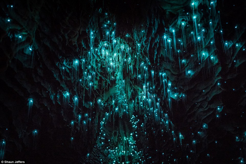 The light fantastic: Spellbinding images show glow worms illuminating a pitch black New Zealand grotto in streaks of turquoise