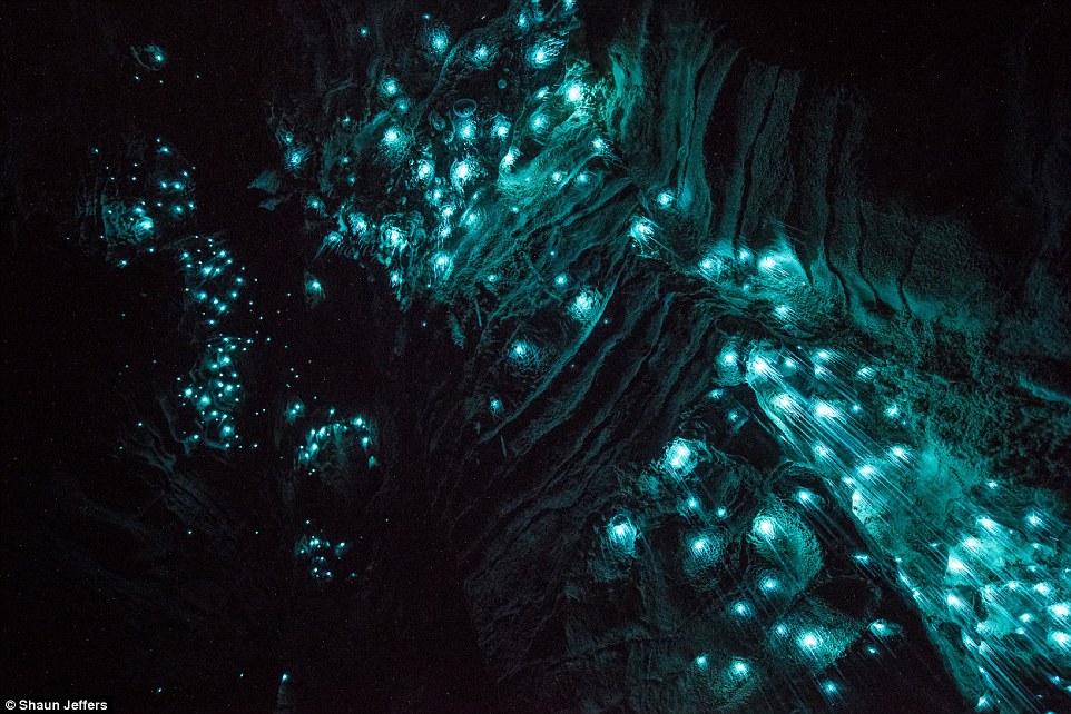 The light fantastic: Spellbinding images show glow worms illuminating a pitch black New Zealand grotto in streaks of turquoise