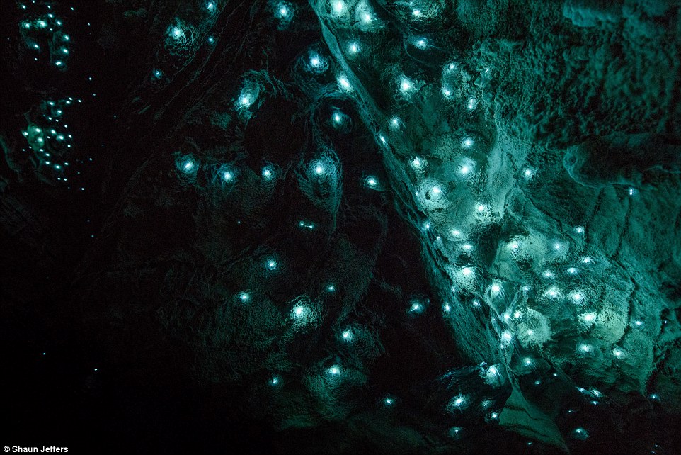 The light fantastic: Spellbinding images show glow worms illuminating a pitch black New Zealand grotto in streaks of turquoise