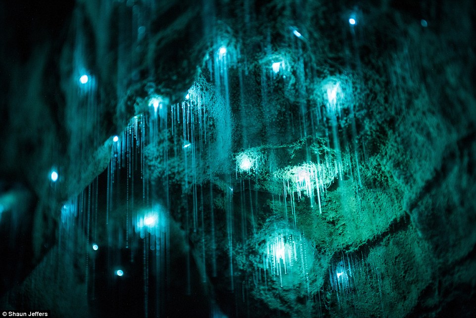 The light fantastic: Spellbinding images show glow worms illuminating a pitch black New Zealand grotto in streaks of turquoise