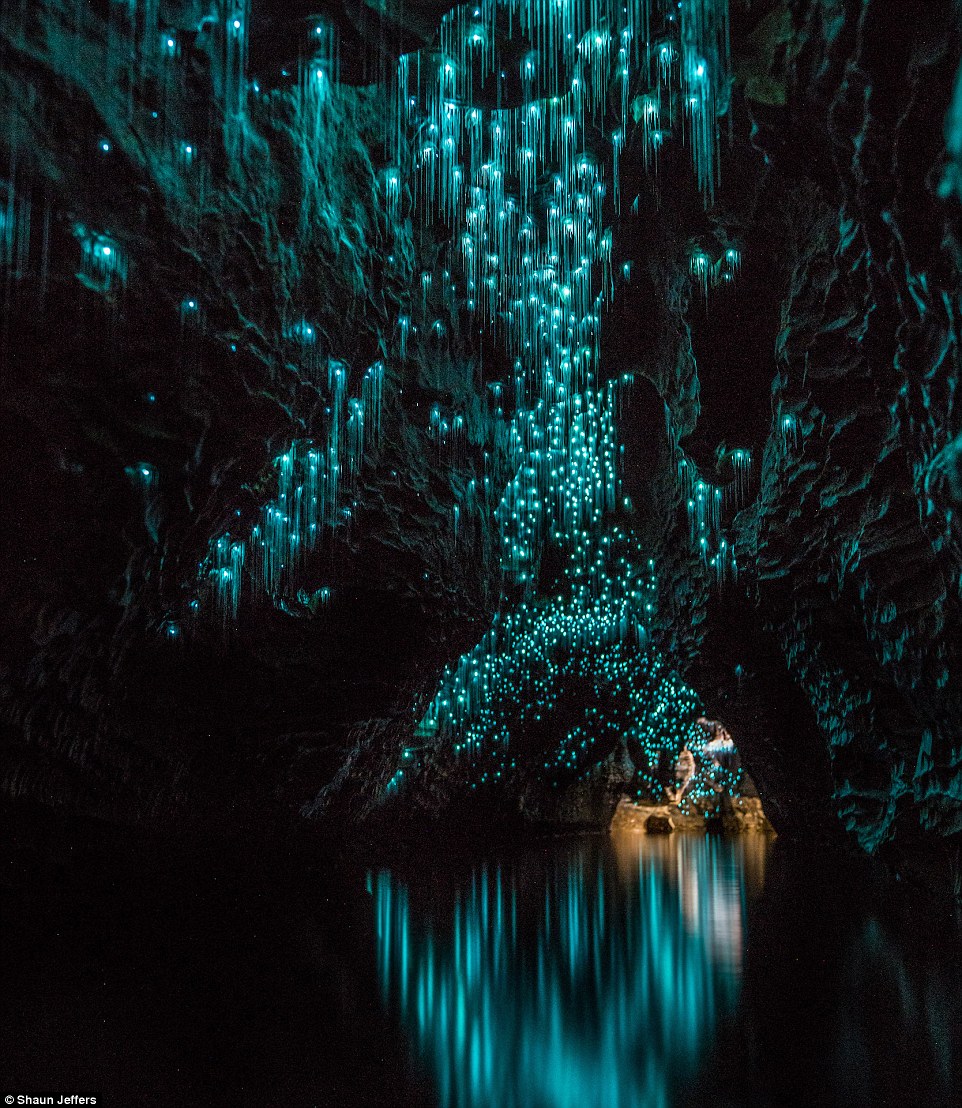 The light fantastic: Spellbinding images show glow worms illuminating a pitch black New Zealand grotto in streaks of turquoise