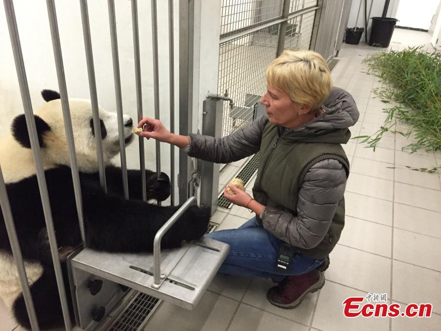 Chinese panda Hao Hao in Belgium gives birth to baby