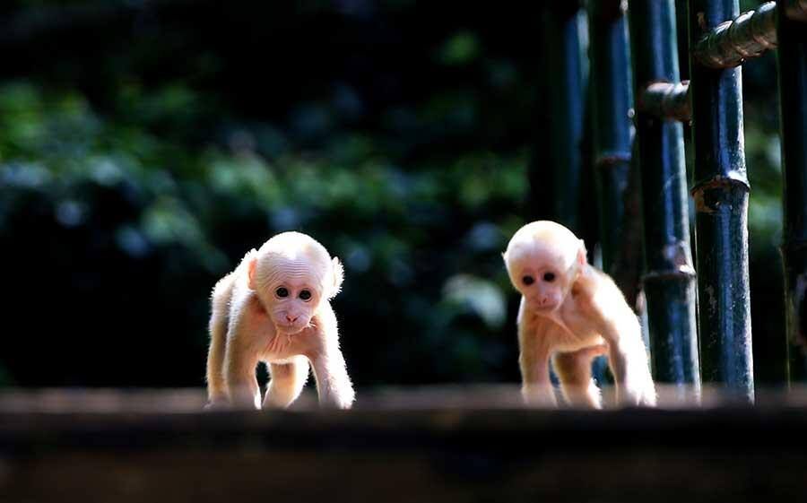 Stump-tailed macaques are a summer delight on Mount Huangshan