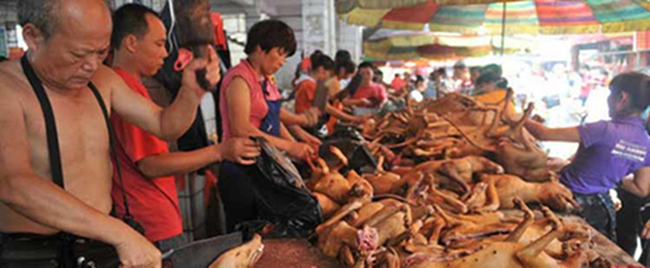 Dog-eating festival in south China draws wide protests