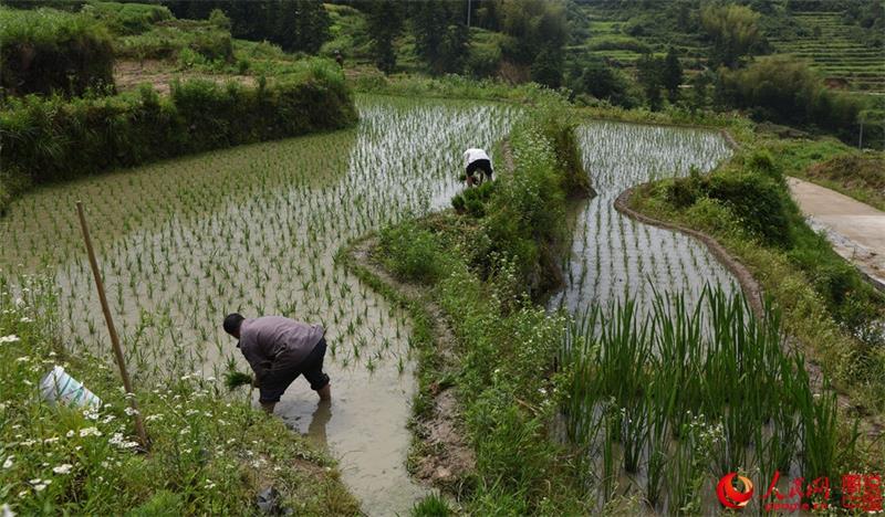 Terraced fields in Zhejiang