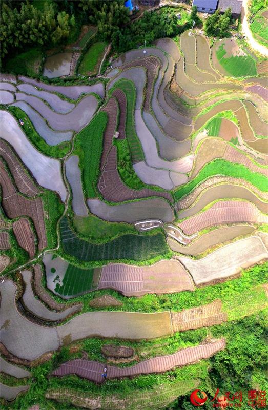 Terraced fields in Zhejiang