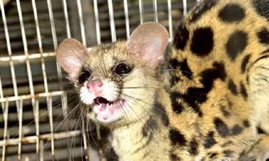 The small Indian civet appears in downtown area of Pu’er