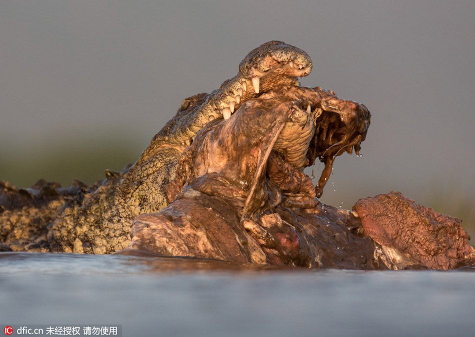 Crocodile with good dining manners