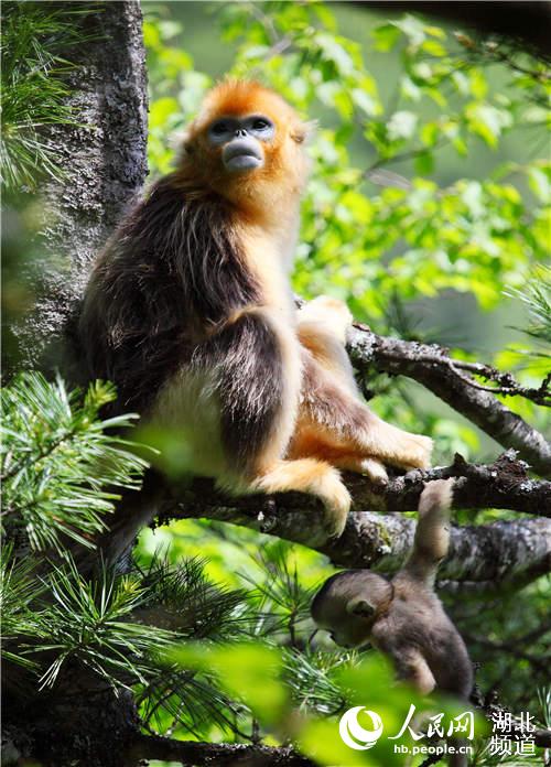 Shennongjia becomes pilot national park, applies for World Natural Heritage