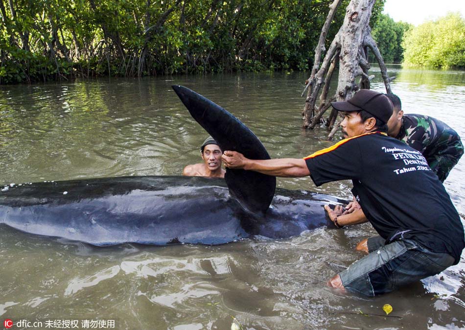 Stranded whales rescued by Indonesians