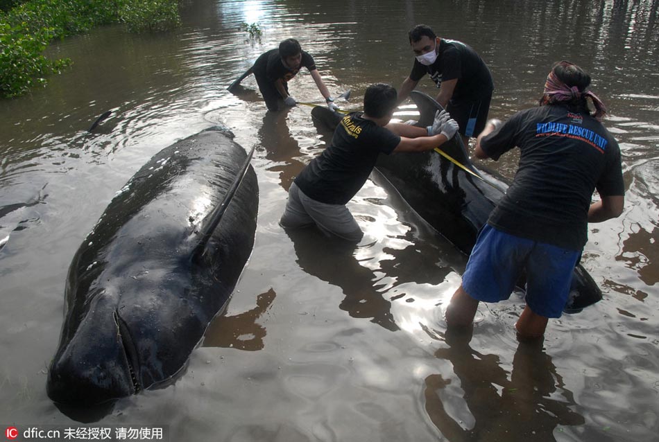 Stranded whales rescued by Indonesians