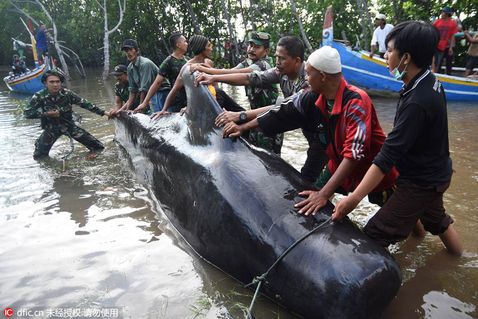 Stranded whales rescued by Indonesians