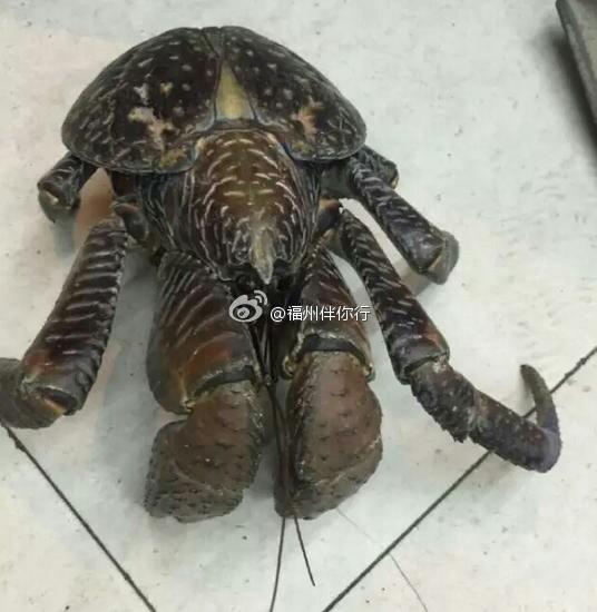 Strange looking crab falls from 5th floor and survives