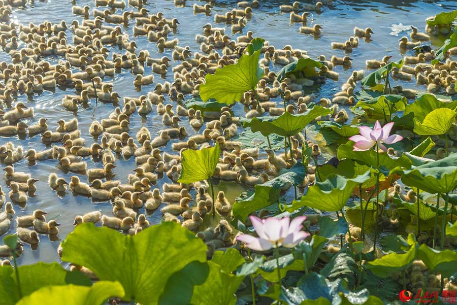 Summer lotus flowers in Haikou