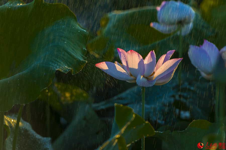 Summer lotus flowers in Haikou