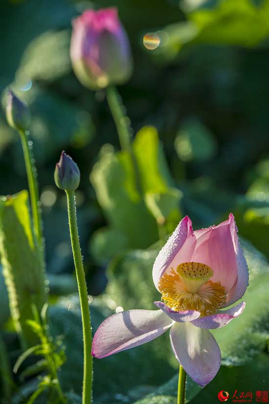 Summer lotus flowers in Haikou