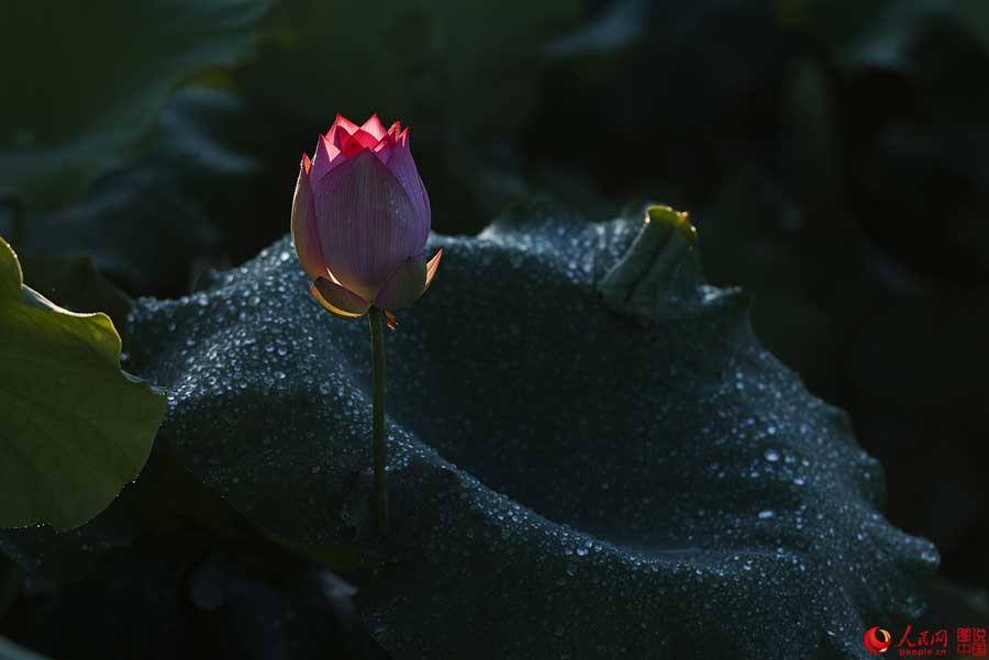 Summer lotus flowers in Haikou