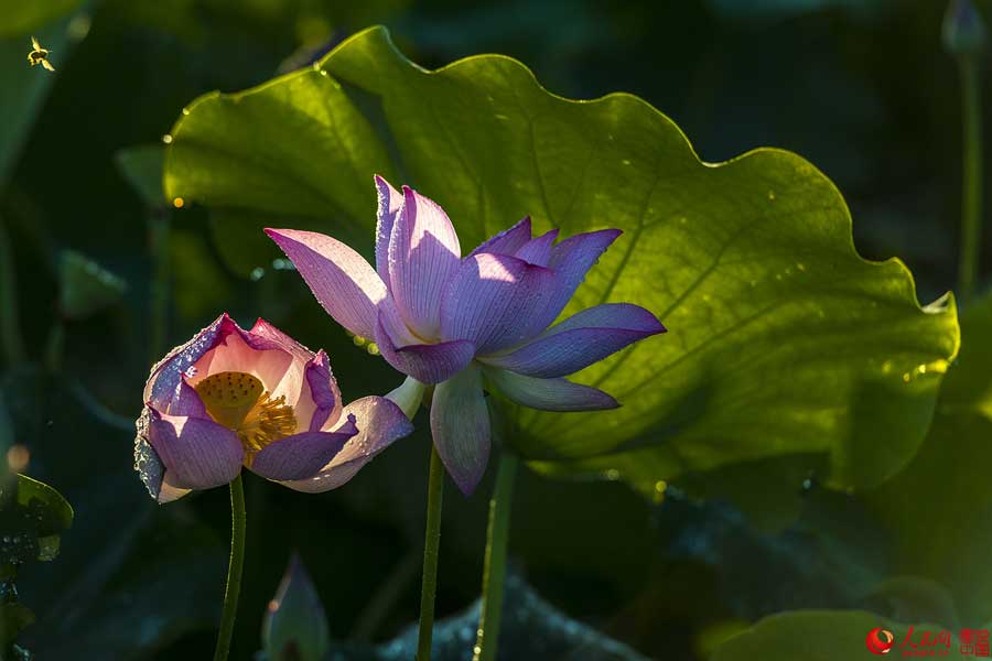 Summer lotus flowers in Haikou