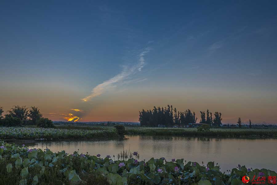 Summer lotus flowers in Haikou