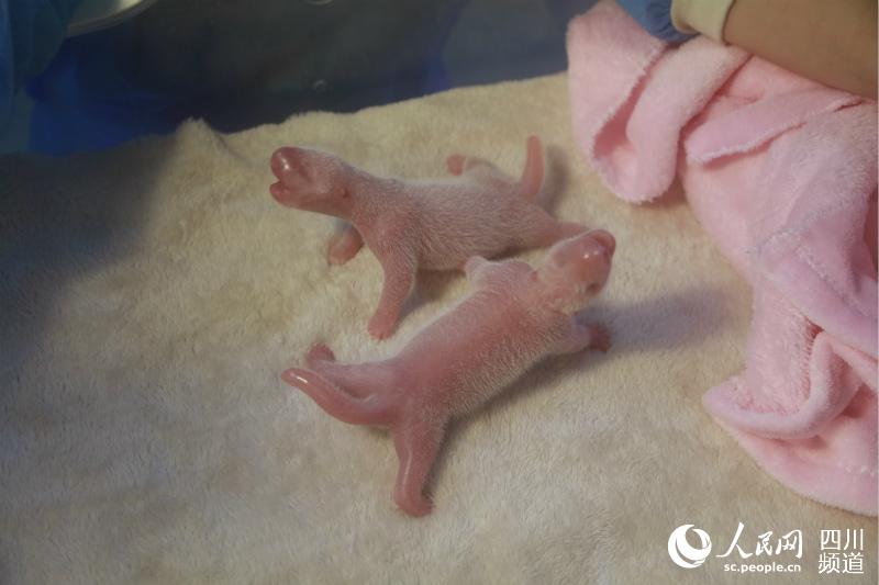 Ginat Panda in Chengdu gives birth to first pigeon pair of the year