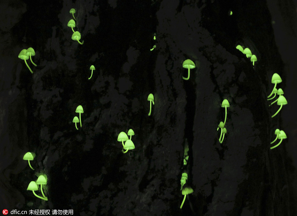 Luminous mushrooms in Japan