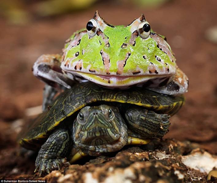 You're so slow! -- Frog pushes turtle to make it move faster