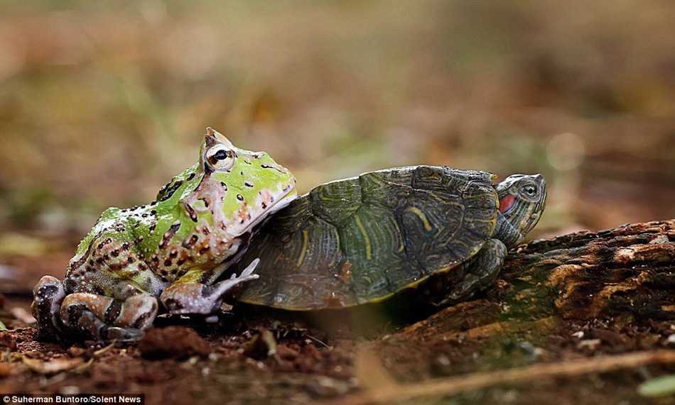 You're so slow! -- Frog pushes turtle to make it move faster