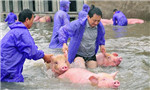Animals rescued from S.China floods