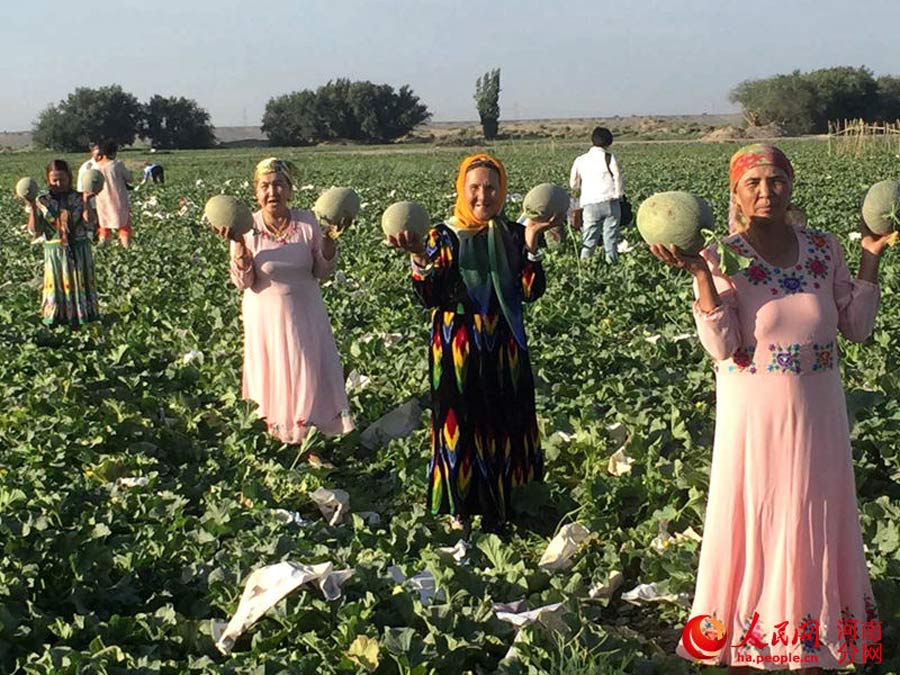 Special delivery! Hami melon straight from Xinjiang